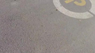 İnsanların sebep olduğu hayvan ölümleri. Araba çarptıktan sonra bir kedi öldü.,