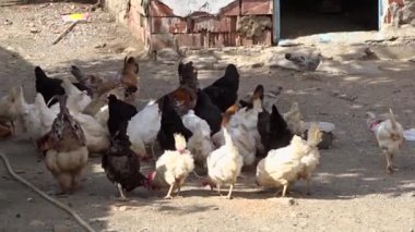 Arka bahçe tavukları dışarıda özgürce beslenir. Doğal arka bahçe tavukları ve horozları.,