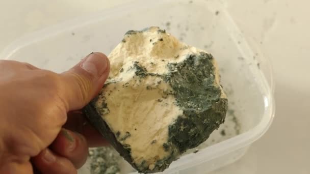 Moldy Cheese Close Very Moldy Cheese Penicillin Raw Material Cheese — Stock Video