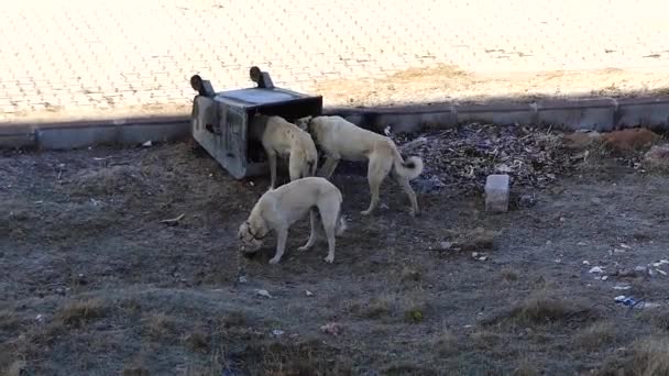 Kutyák Akik Felborítják Kukát Hogy Élelmet Keressenek — Stock videók