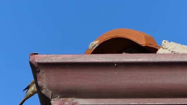 家の屋根の上にはスズメが巣を作って屋根の上に立ち青い空と小さなスズメは家の屋根の上に雀 — ストック動画