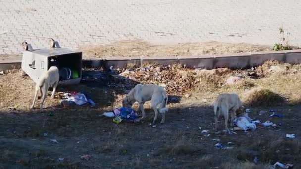 Σκυλιά Που Χτυπάνε Σκουπιδοτενεκέ Αναζήτηση Τροφής — Αρχείο Βίντεο