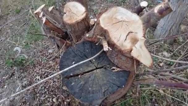 Ontwortelde Wilgenboom Gesnoeide Wilgenboom Zag Wilgenboom Van Dichtbij — Stockvideo