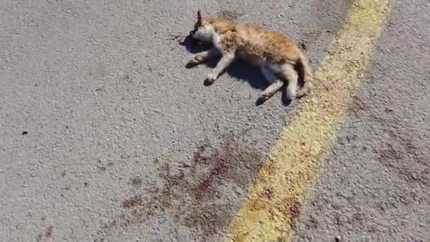 Nsanların Sebep Olduğu Hayvan Ölümleri Araba Çarptıktan Sonra Bir Kedi — Stok video