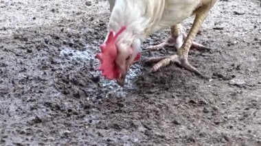 Gagayla beslenen tavuk yerde çamur yer.,