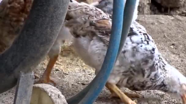 Háztáji Csirkéket Szabadon Etetik Odakint Természetes Háztáji Csirkéket Kakast — Stock videók