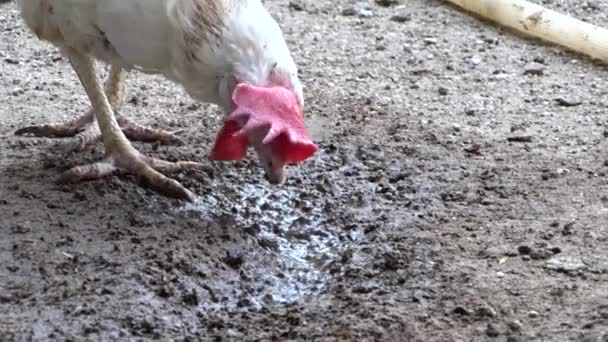 Pollo Alimentado Con Picos Come Barro Suelo — Vídeo de stock