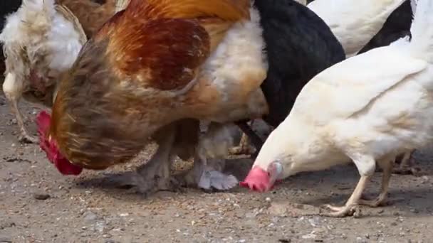 Arka Bahçe Tavukları Dışarıda Özgürce Beslenir Doğal Arka Bahçe Tavukları — Stok video