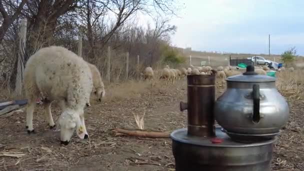 Pásztor Szamovárjában Forr Tea Juhok Legelnek — Stock videók
