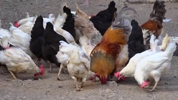 Pollos Del Patio Trasero Alimentan Libremente Aire Libre Pollos Del — Vídeo de stock