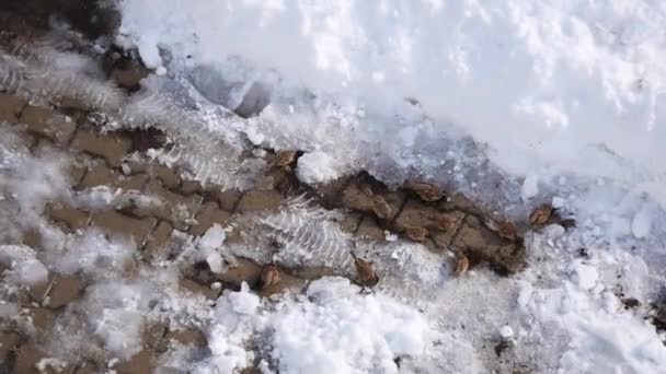 冬熊和麻雀在冬天的雪地里觅食 — 图库视频影像