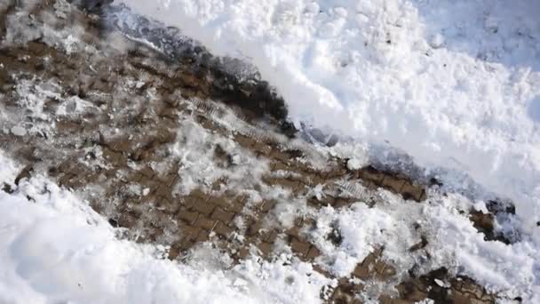 Σπουργίτια Χειμωνιάτικες Αρκούδες Και Σπουργίτια Που Αναζητούν Τροφή Στο Χιόνι — Αρχείο Βίντεο