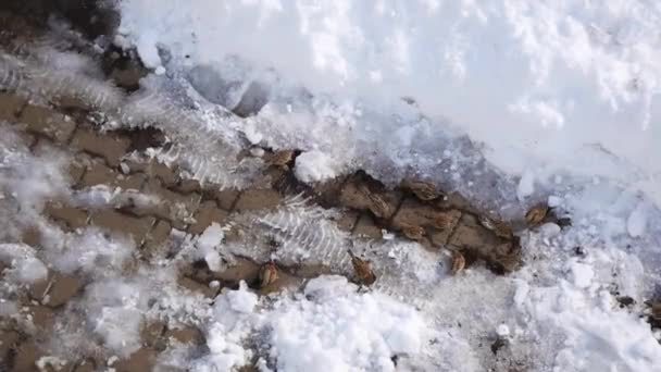冬の雪の中で食べ物を探している雀 冬のクマ スズメ — ストック動画