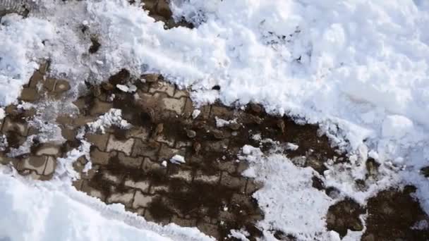 冬熊和麻雀在冬天的雪地里觅食 — 图库视频影像