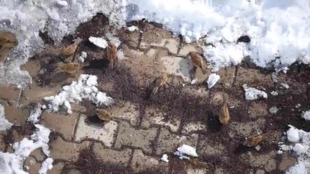 冬の雪の中で食べ物を探している雀 冬のクマ スズメ — ストック動画