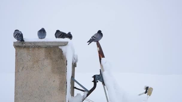 Piccioni Selvatici Che Vivono Sul Tetto Inverno Uccelli Condizioni Invernali — Video Stock