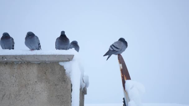 Divocí Holubi Kteří Žijí Střeše Zimě Ptáci Zimních Podmínkách Zimě — Stock video