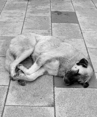 İnsanları umursamayan büyük köpek kaldırımda yatıyor, uyuyan köpek.,