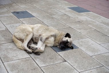 İnsanları umursamayan büyük köpek kaldırımda yatıyor, uyuyan köpek.,