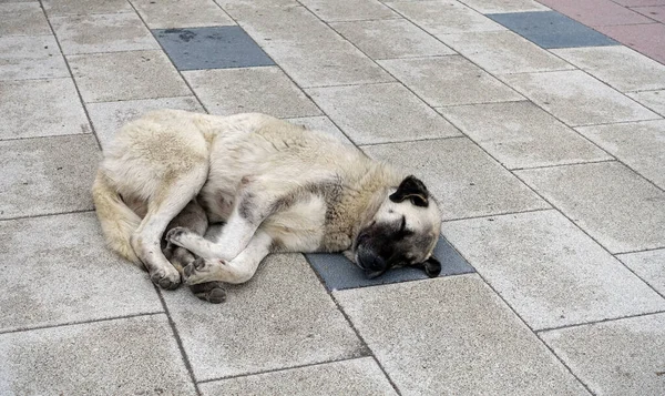 Velký Pes Který Nestará Lidi Leží Chodníku Spící Pes — Stock fotografie