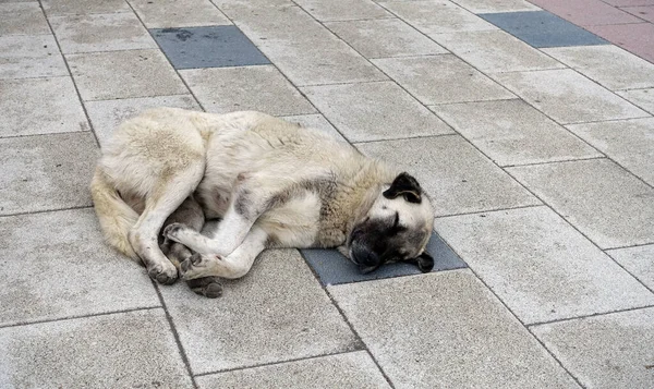 Cagnone Cui Non Importa Delle Persone Giace Sul Marciapiede Cane — Foto Stock