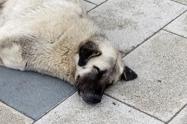 生活在街上的狗 生活在街上的狗 生活在人行道上的狗 睡梦中的流浪狗 一只大流浪狗 — 图库照片