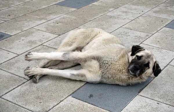 Perros Que Viven Calle Perro Calle Está Tirado Pavimento Perro — Foto de Stock