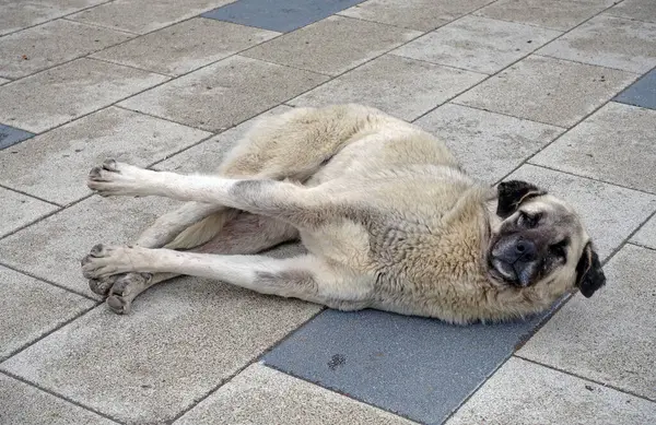 Cani Che Vivono Sulla Strada Cane Sulla Strada Sdraiato Sul — Foto Stock