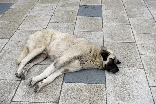 Psi Žijící Ulici Pes Ulici Leží Chodníku Zatoulaný Pes Spí — Stock fotografie