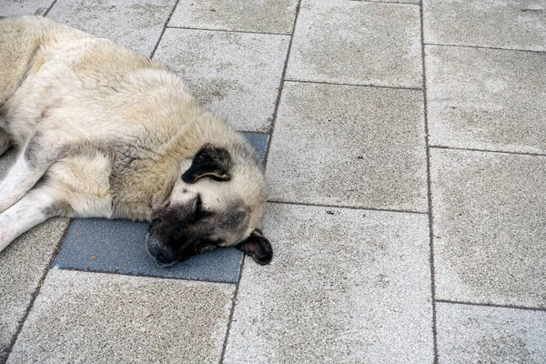 Perro Grande Que Preocupa Por Gente Yace Pavimento Perro Dormido — Foto de Stock