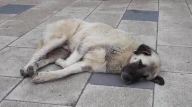 Sokakta yaşayan köpekler, kaldırımda yatan bir köpek, uyuyan bir sokak köpeği, büyük bir sokak köpeği.,