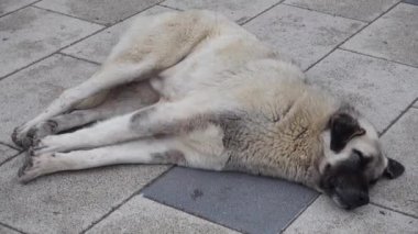 Sokakta yaşayan köpekler, kaldırımda yatan bir köpek, uyuyan bir sokak köpeği, büyük bir sokak köpeği.,