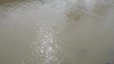 Bulanık suları olan bir nehir, yerleşim yerinden akan bir nehir.,