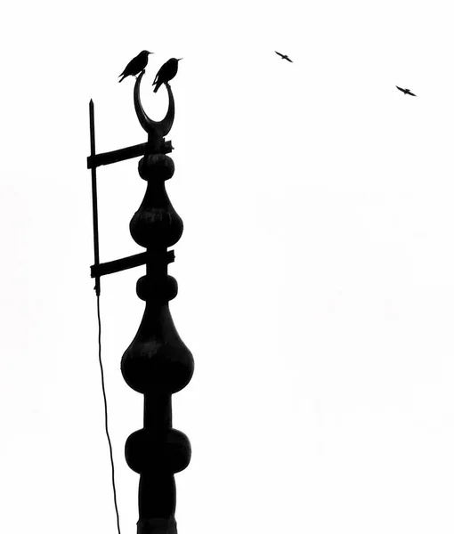 Krucze Ptaki Siedzące Końcu Meczetu Minaret Meczet Minaret Ptaki Minaret — Zdjęcie stockowe