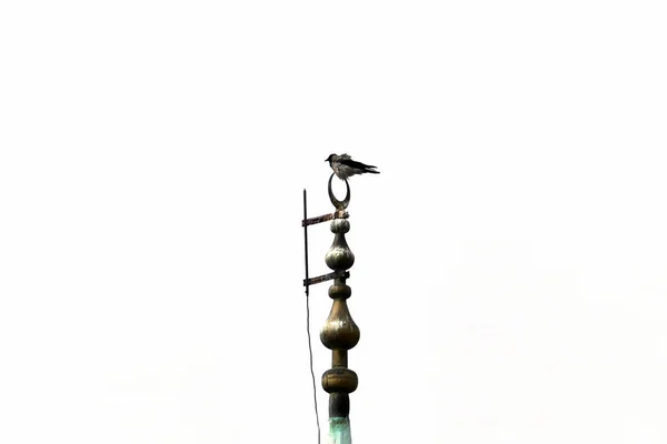 Pájaros Cuervos Posados Final Del Minarete Mezquita Minarete Mezquita Aves — Foto de Stock