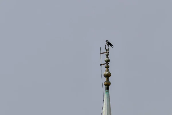 モスクのミナレットの端にはカラスの鳥 モスクのミナレットと鳥 ミナレットと鳥のシルエット — ストック写真