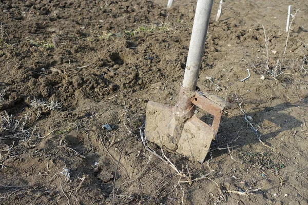掘削シャベルで植え付け シャベルを掘り 土壌を収容するための庭の面積を掘る — ストック写真