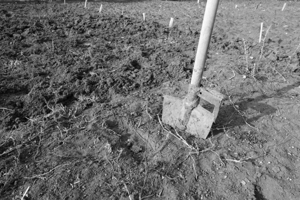Lkbaharda Ekim Için Toprak Hazırlığı Kazı Küreğiyle Çapalama — Stok fotoğraf