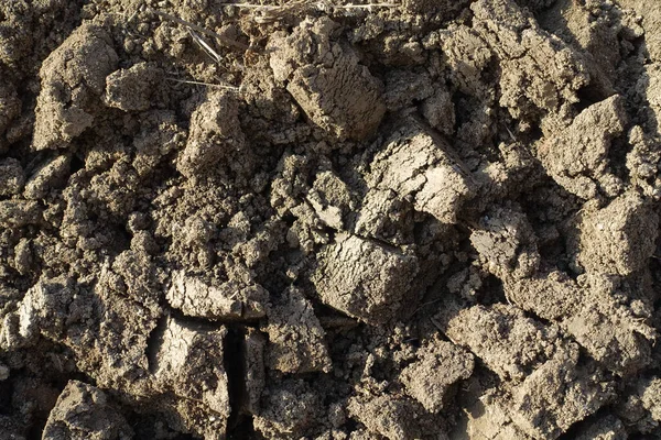 Przygotowanie Gleby Sadzenia Wiosną Kopanie Łopatą — Zdjęcie stockowe
