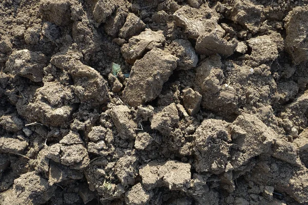 Przygotowanie Gleby Sadzenia Wiosną Kopanie Łopatą — Zdjęcie stockowe