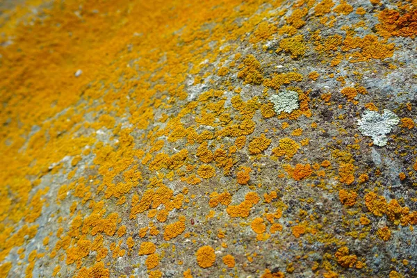 Rocas Grandes Con Musgo Amarillo Rocas Con Musgo Amarillo — Foto de Stock