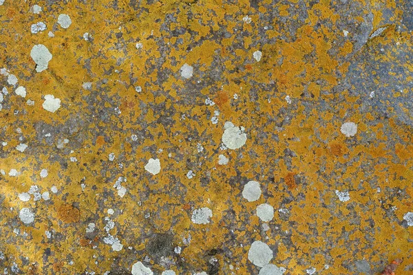 苔むした古い岩黄色の苔で覆われた岩苔むした岩北の方向 — ストック写真