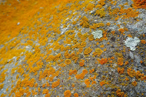 Sarı yosunlu büyük kayalar, sarı yosunlu kayalar.,