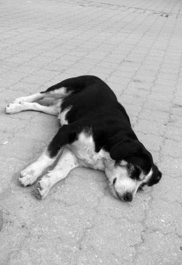 Köpek uzanmış, boynunu uzatmış. Uyuyan köpek. Yorgun köpek dinleniyor.,