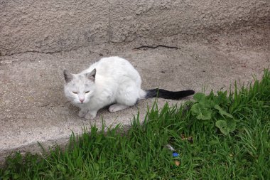 Yakın plan hastalıklı sokak kedisi, beyaz sokak kedisi.,