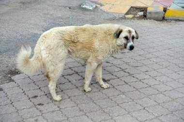 Şehir merkezinde başıboş gezen sokak köpekleri, sokak köpekleri, farklı cinsten sokak köpekleri.,