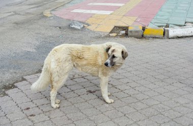 Şehir merkezinde başıboş gezen sokak köpekleri, sokak köpekleri, farklı cinsten sokak köpekleri.,