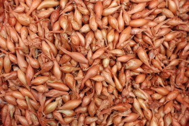 Paketlenmemiş soğan soğanları tohum dükkanlarında kumaş torbalarda satılıyor, arpacık soğanı tohumları bahçeye ekiliyor.,