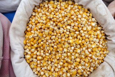 Paketlenmemiş mısır tohumları tohum dükkanlarında kumaş torbalarda satılıyor, çok miktarda organik mısır tohumu.,
