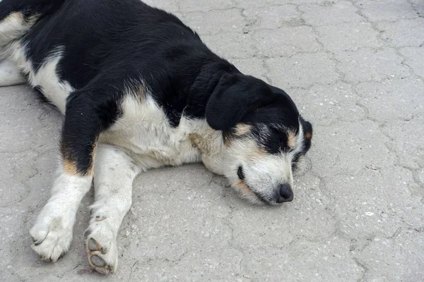 Dog Lying His Neck Stretched Out Close Sleeping Dog Tired — Foto Stock